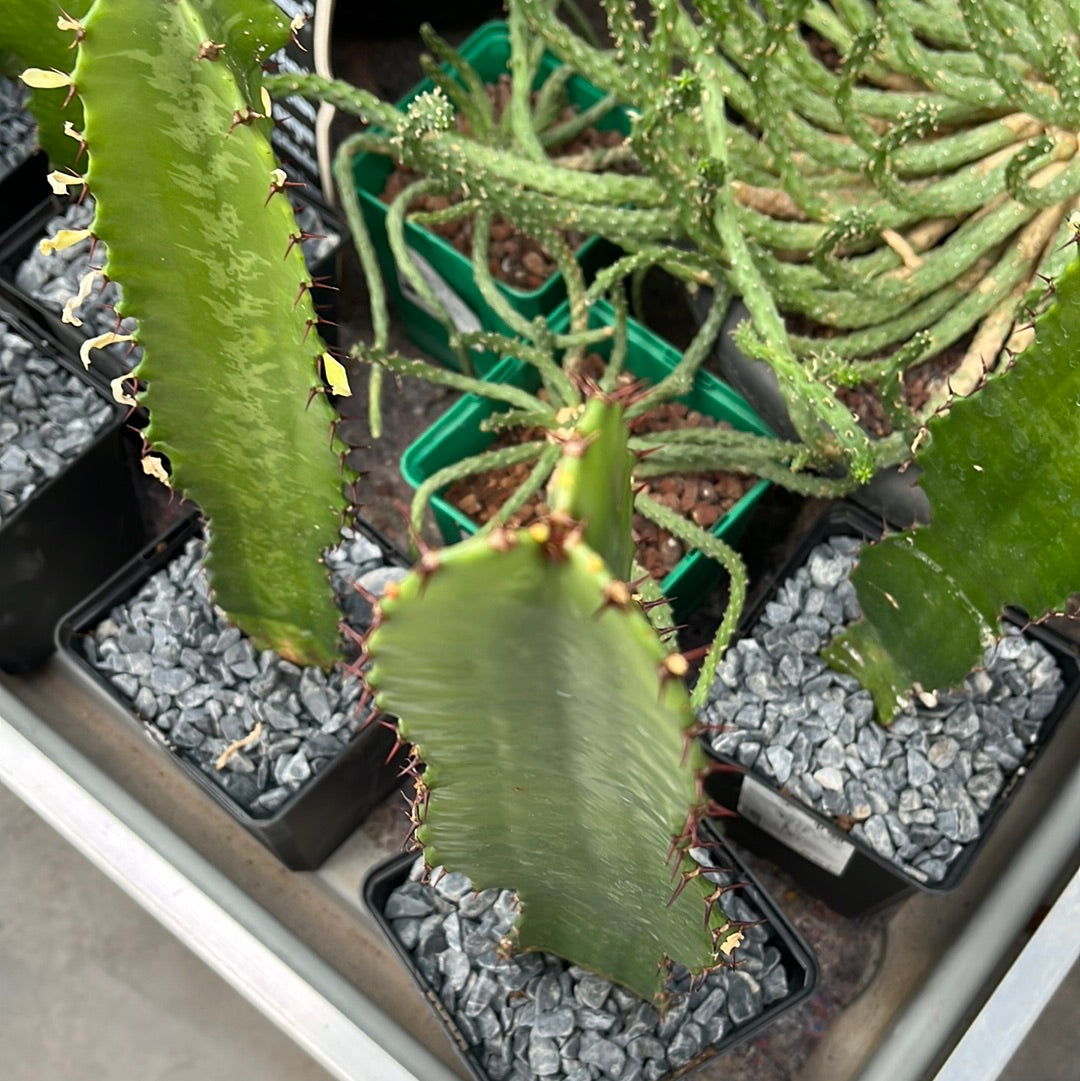 Euphorbia trigona