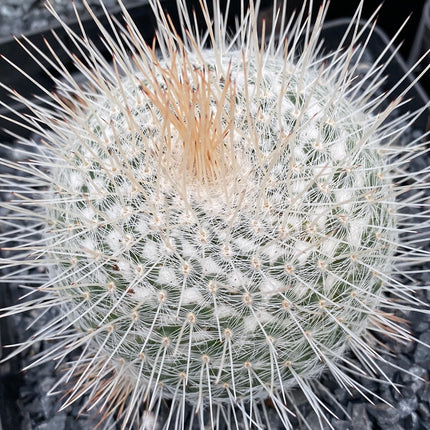 Mammillaria geminispina