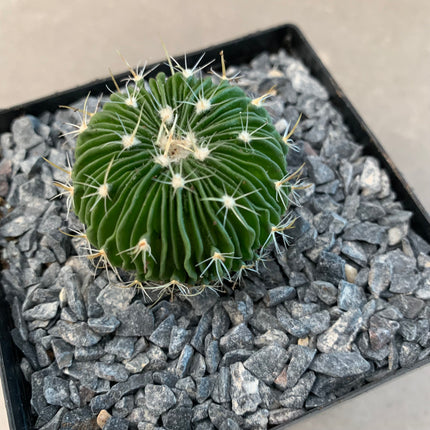 Echinofossulocactus multicostatus
