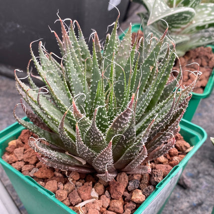 Aristaloe aristata