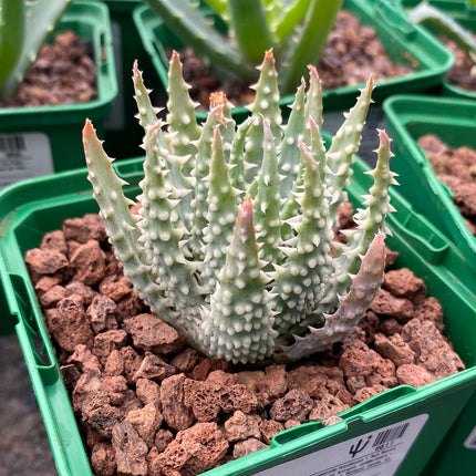 Aloe humilis