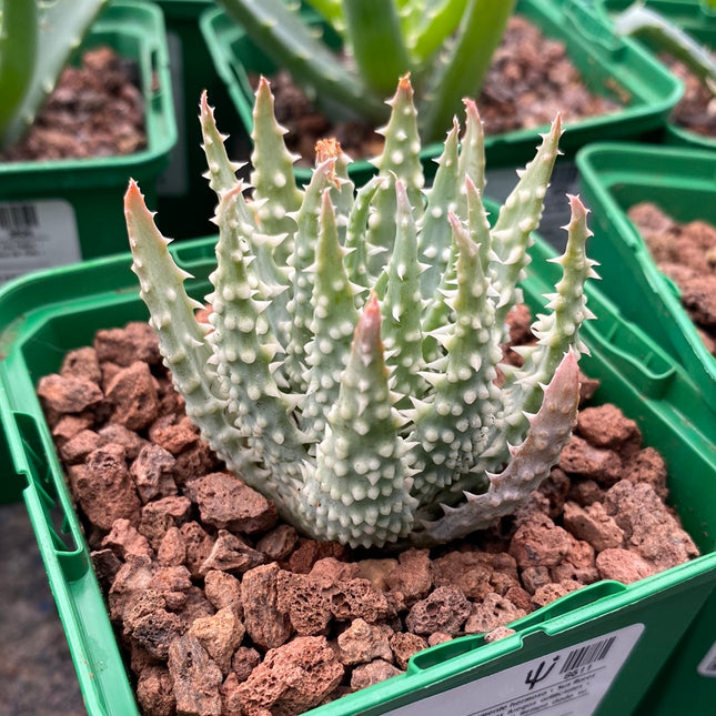 Aloe humilis