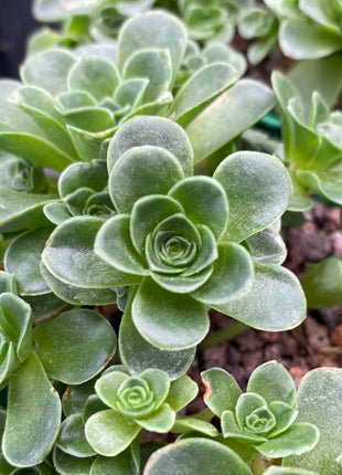 Aeonium dodrantale