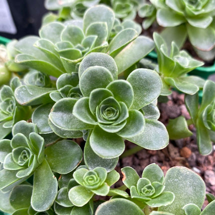 Aeonium dodrantale