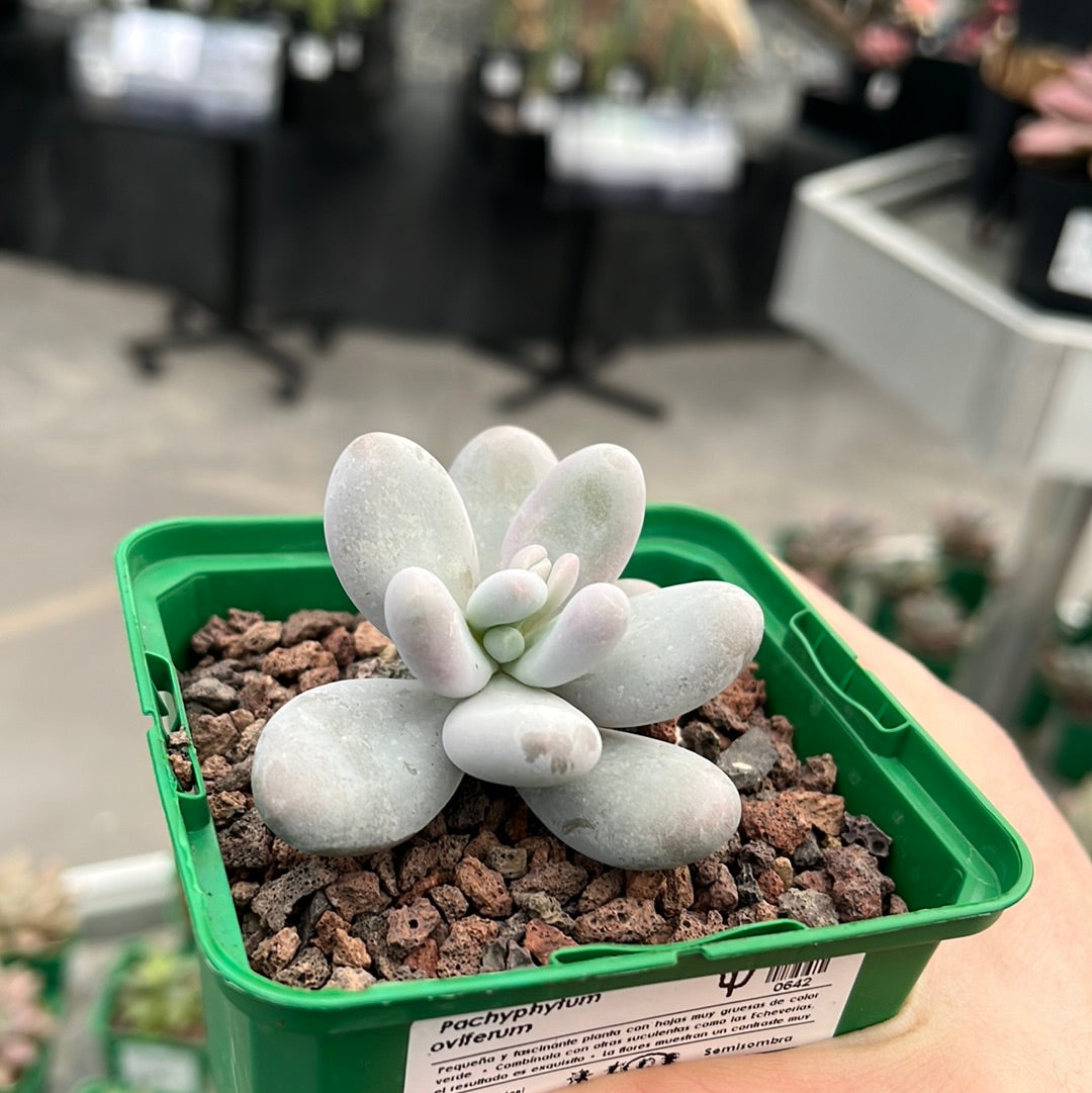 Pachyphytum oviferum