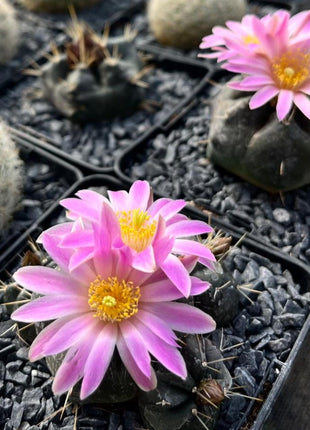 Echinocereus knippelianus