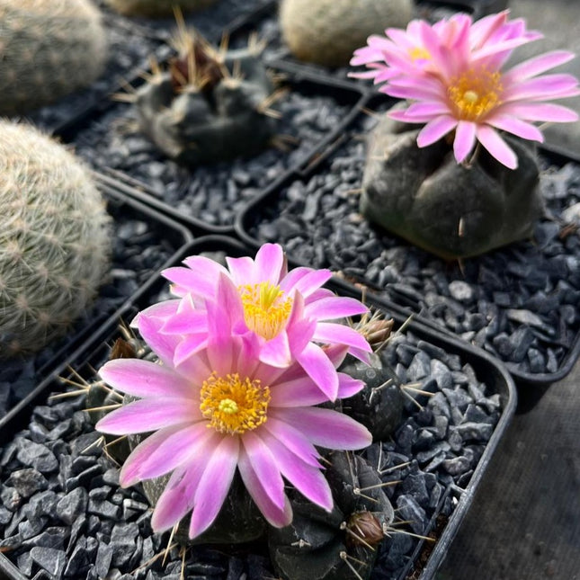 Echinocereus knippelianus