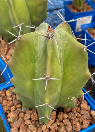 Stenocereus pruinosus