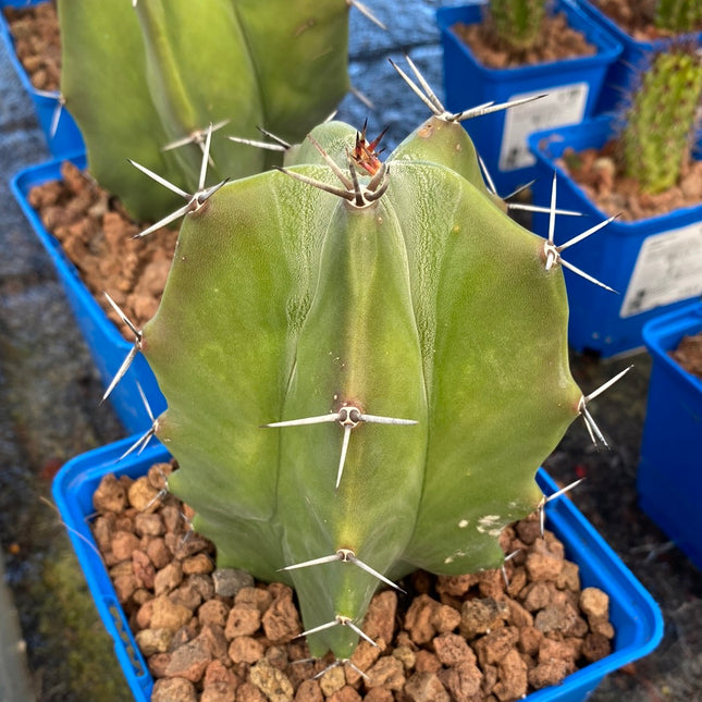 Stenocereus pruinosus