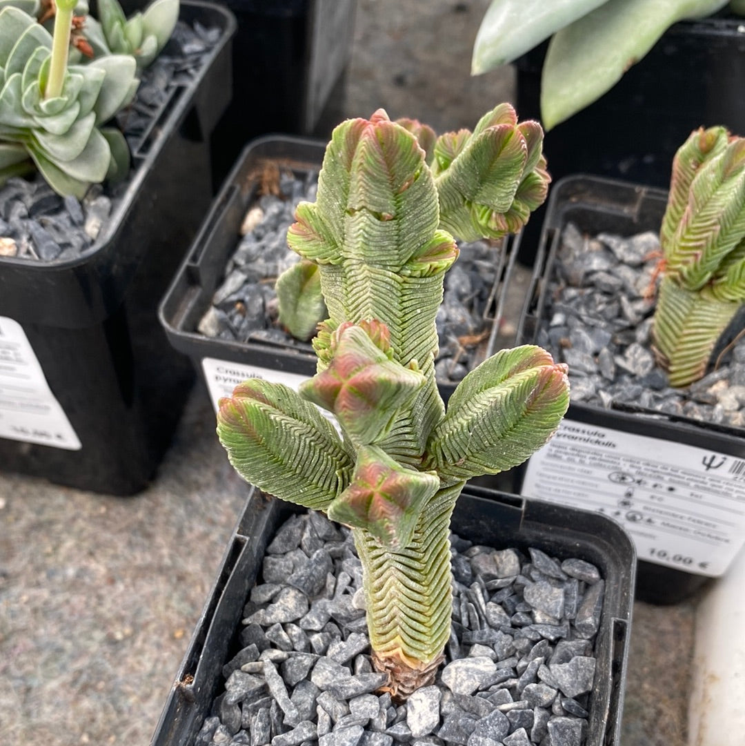 Crassula pyramidalis