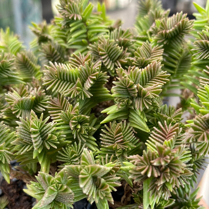 Crassula pyramidalis x congesta minor