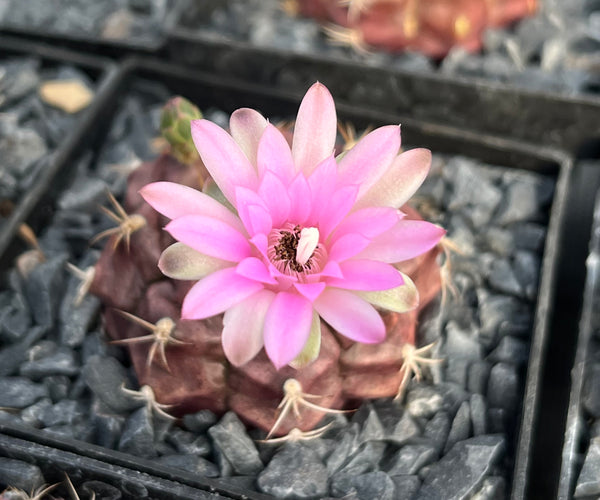 gymnocalycium damsii Gymnocalycium damsii – DesertSTORE.es
