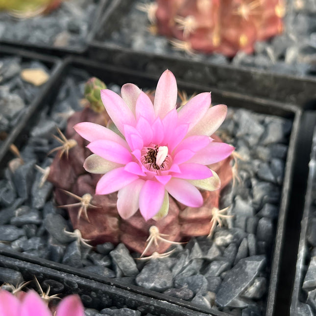 Gymnocalycium damsii