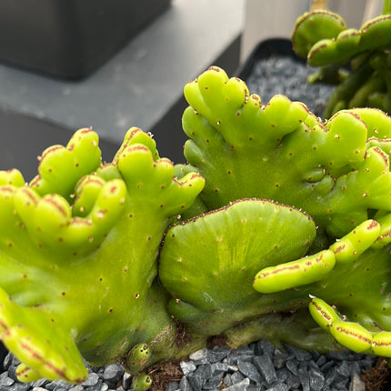 Euphorbia alluaudii cristata