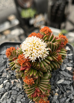 Crassula pyramidalis x congesta