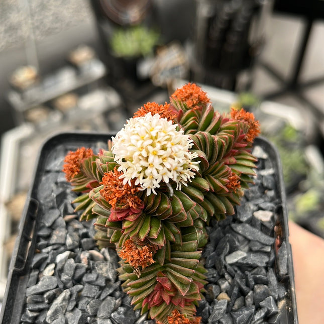 Crassula pyramidalis x congesta