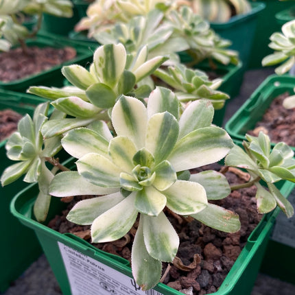 Aeonium Castello-Paivae