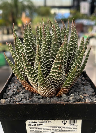 Tulista pumilla 'Royal Albert'