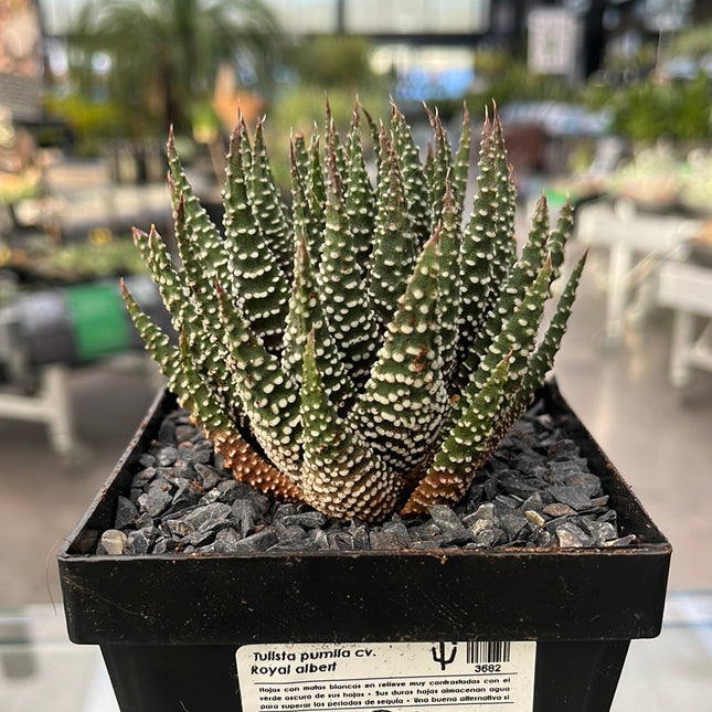 Tulista pumilla Lebenslauf. Königlicher Albert