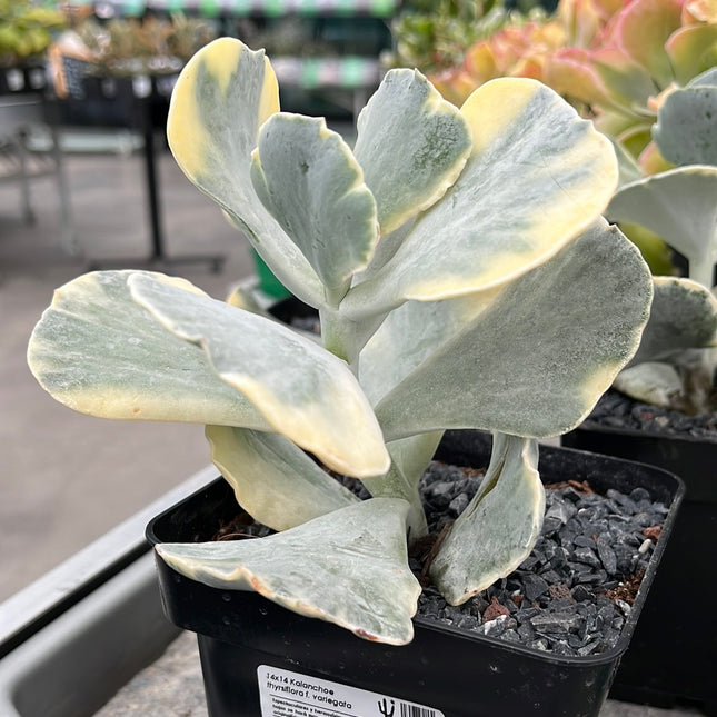Cotyledon orbiculata var. orbiculata