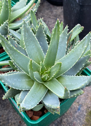 Aloe brevifolia