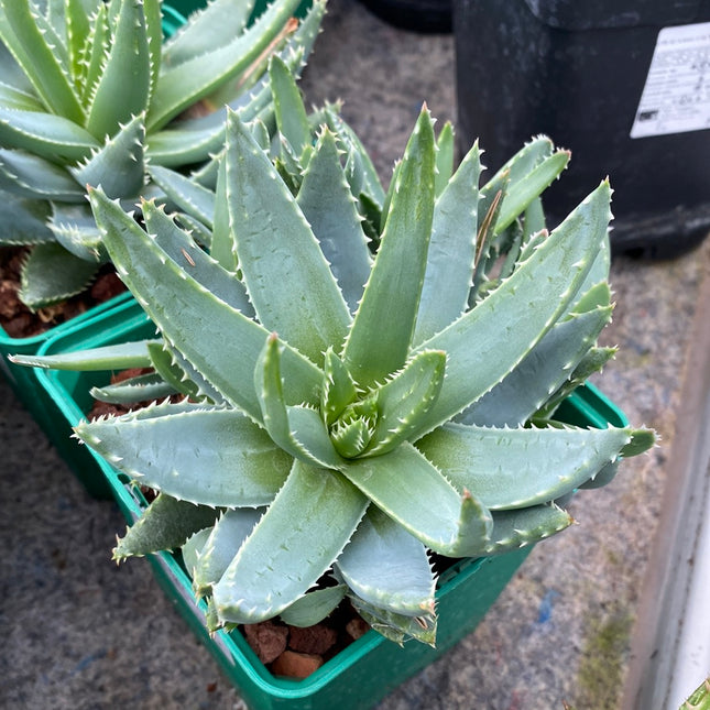 Aloe brevifolia