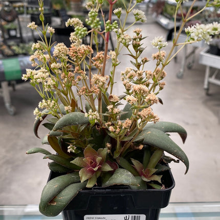 Crassula orbicularis var. rosularis