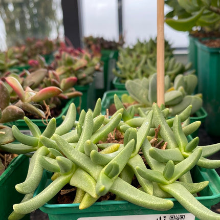 Cheiridopsis candidissima