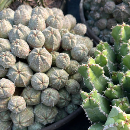 Euphorbia pseudoglobosa