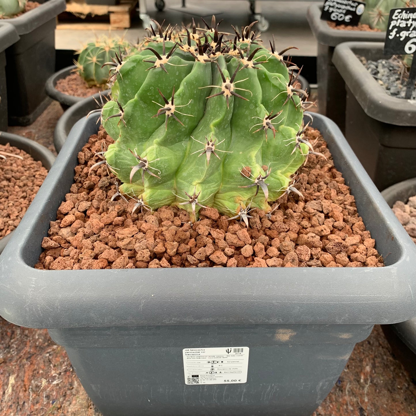 Ferocactus peninsulae var. brevispinus (horridus)