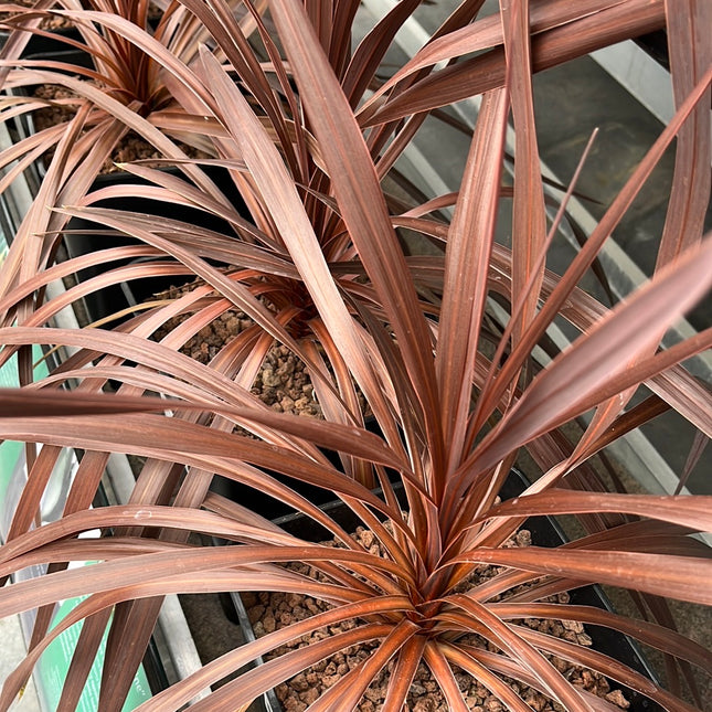 Cordyline 'Red Star'