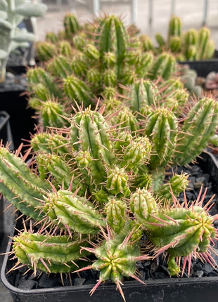 Euphorbia aggregata f. variegata