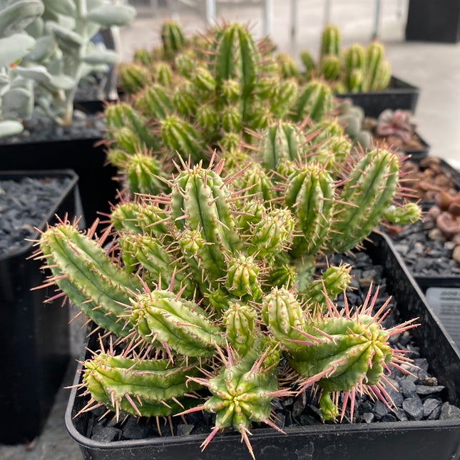 Variegated Euphorbia aggregata