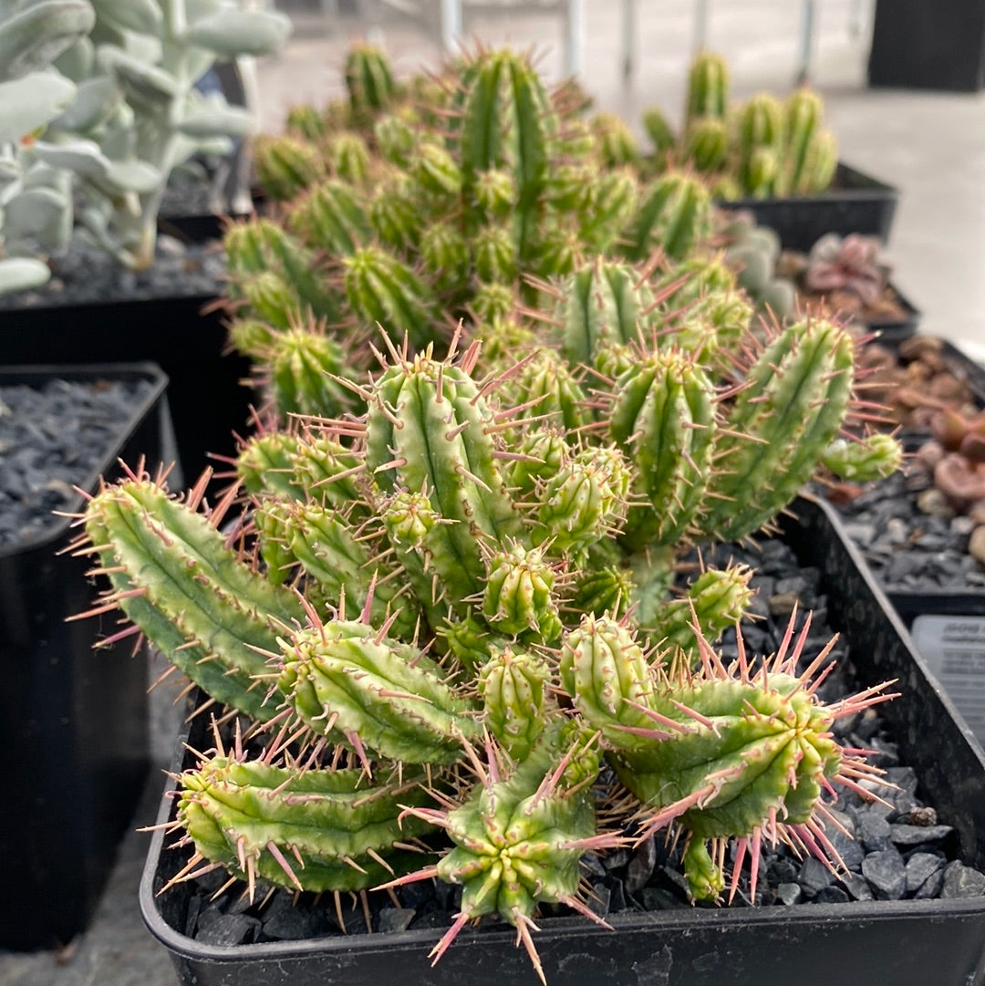 Euphorbia aggregata variegada