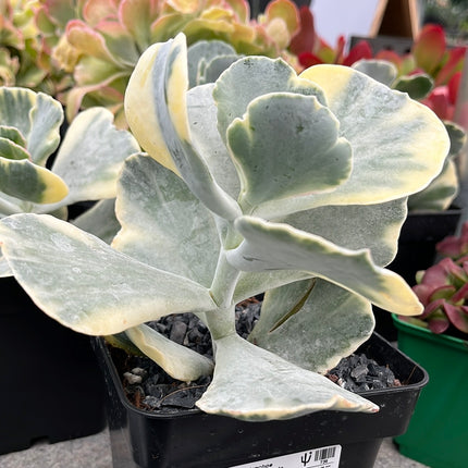 Cotyledon orbiculata var. orbiculata