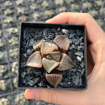 Haworthia 'Tropical Night'