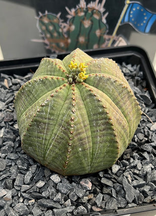 Euphorbia fettleibig ♀ &amp; ♂
