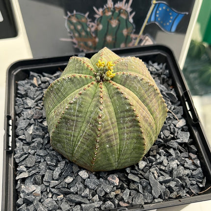 Euphorbia obese ♀ &amp; ♂