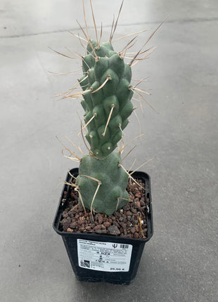 Tephrocactus aoracanthus