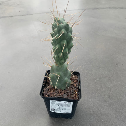 Tephrocactus aoracanthus
