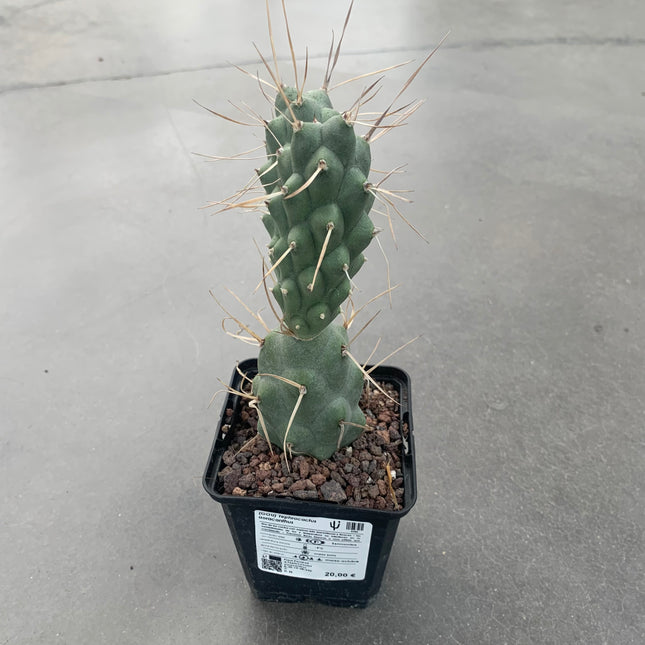 Tephrocactus aoracanthus