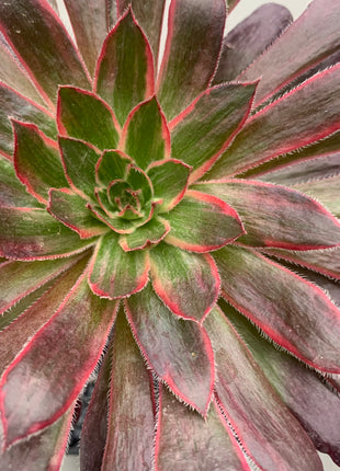 Aeonium-Feuerwerkskörper
