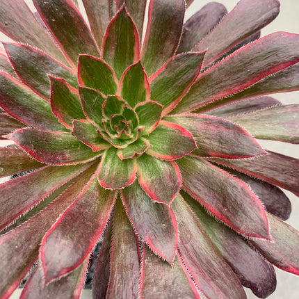 Aeonium-Feuerwerkskörper