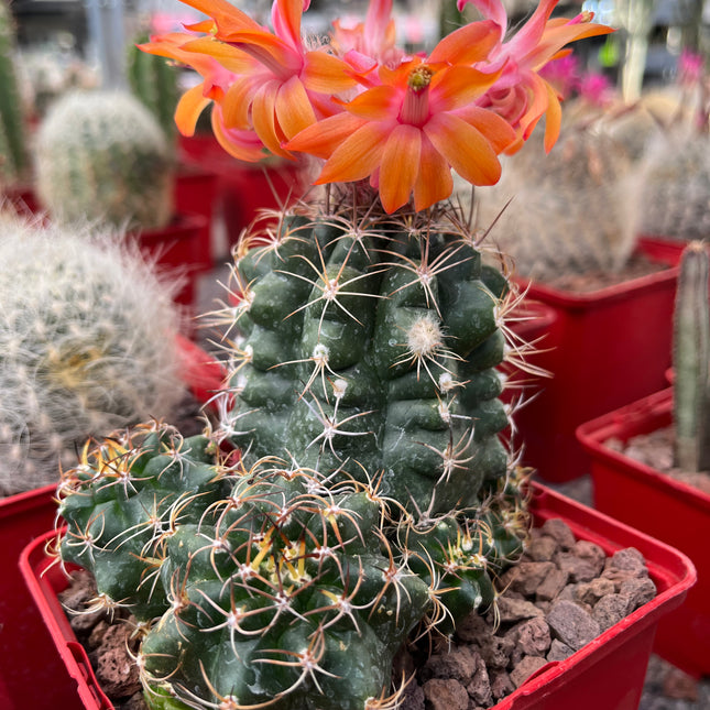 Matucana paucicostata