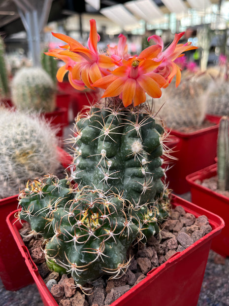 Matucana paucicostata