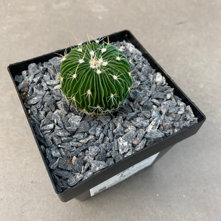 Echinofossulocactus multicostatus