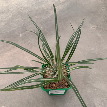 Pachypodium geayi