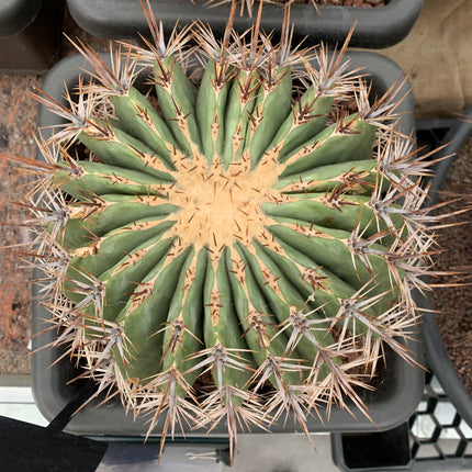 Echinocactus platyacanthus