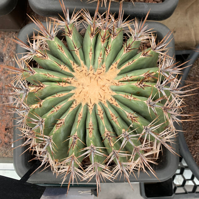 Echinocactus platyacanthus
