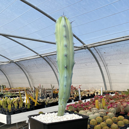 Myrtillocactus geometrizans